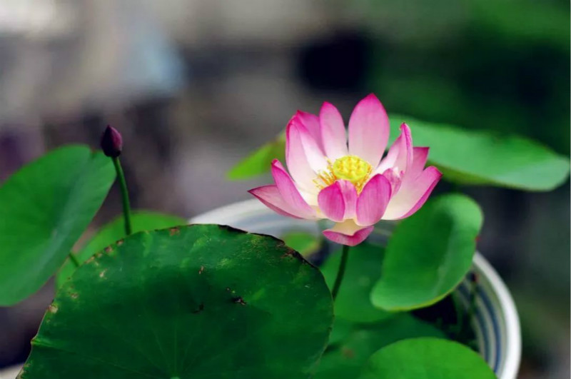 用碗莲的种子养殖多久可以开花,碗莲从种子到开花需要多长时间