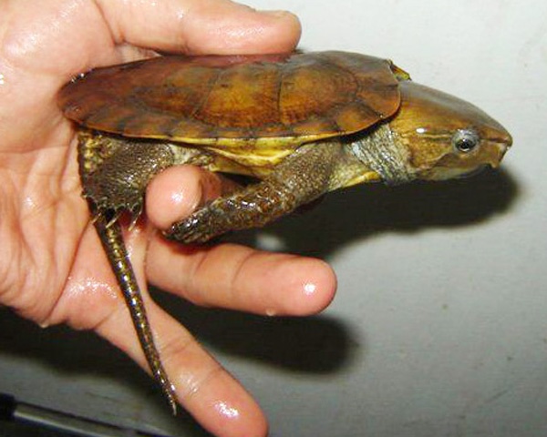 看图识龟,看图识物