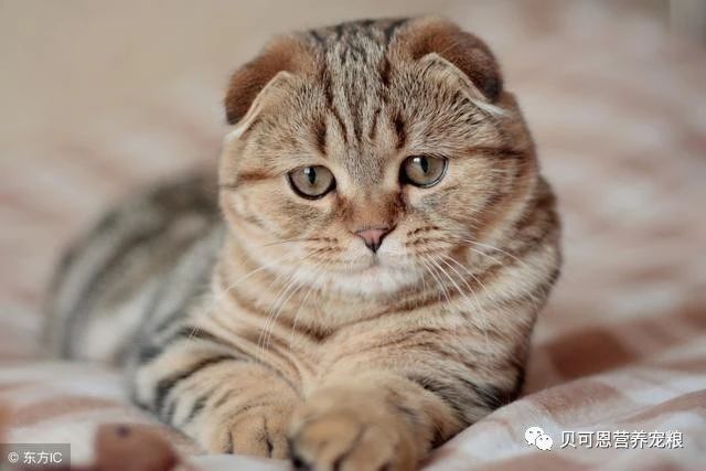 猫咪最常见的疾病,猫咪最常见的8类疾病