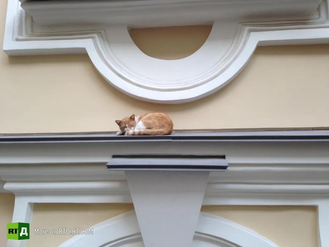 流浪猫突然暴富了,俄罗斯3只流浪猫