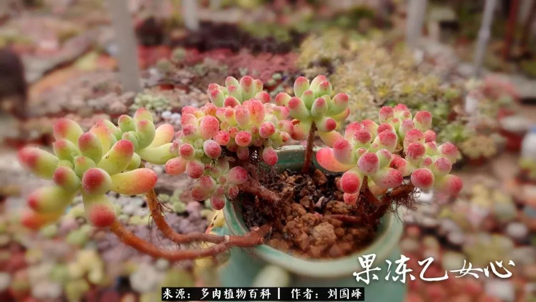 七百元打造的多肉王国，你还缺什么？