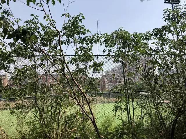 潍坊球友,潍坊哪里有球踢