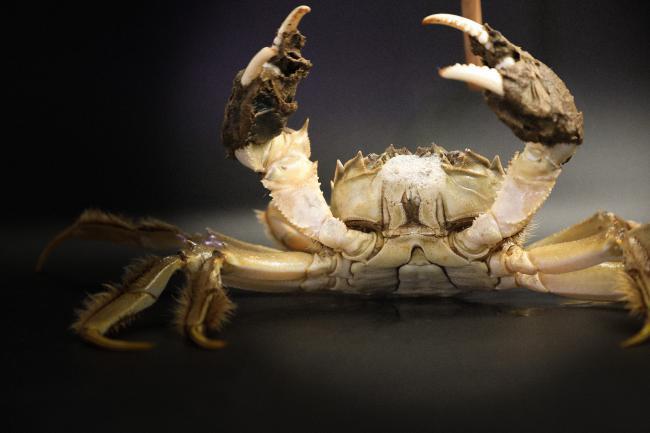 大闸蟹挑选小技巧和方法,大闸蟹怎么挑选最肥的