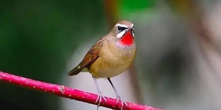 鸟上火吃什么药,鸟严重上火怎么降火