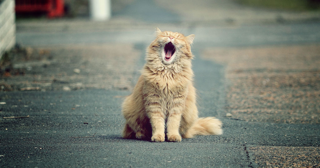 猫咪走丢了怎样可以寻找猫咪回来,猫咪丢了怎么办才能让猫咪找回来