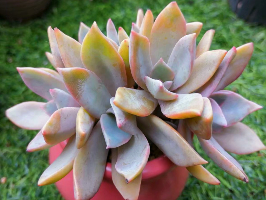 它们的名字都叫初恋,究竟谁真谁假?应该只是不同的肉肉重名了