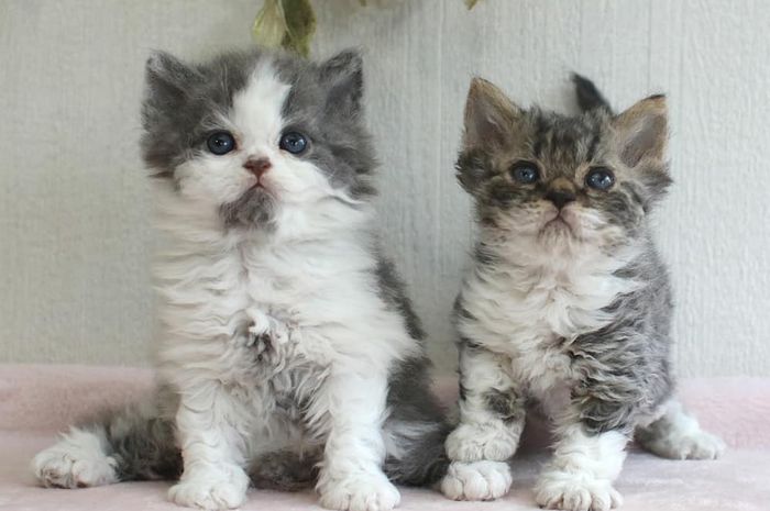 长羊皮的猫是绵羊猫吗,你见过长得像狗的猫吗