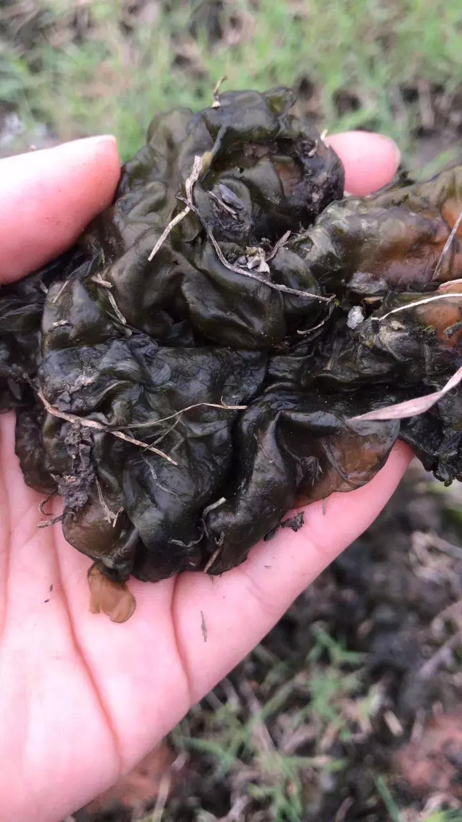 武穴又到挖野菜的时候了,江边好多人都在挖野菜,你吃了吗?