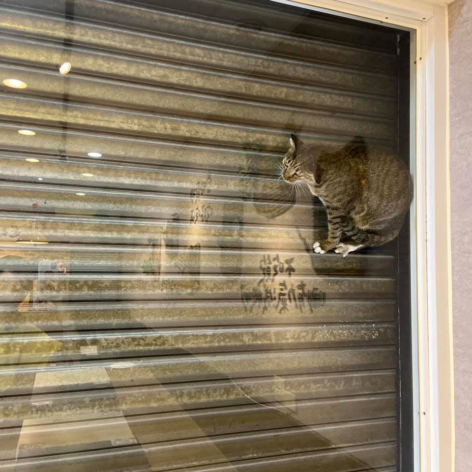 喵星人受罚且被迫越狱,喵星人准备跳出栏杆被玻璃挡住