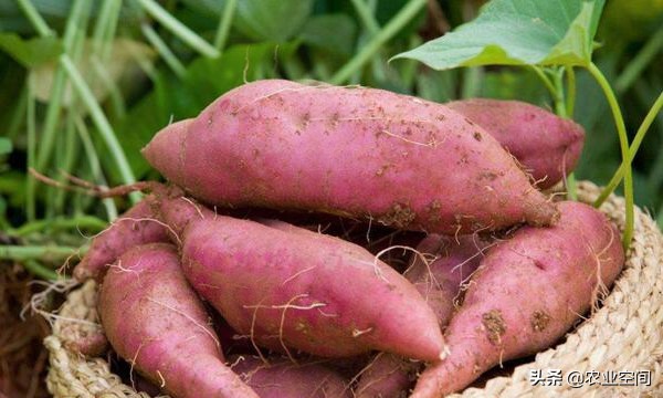 红薯淀粉的销路主要在哪里,红薯淀粉加工过程价格