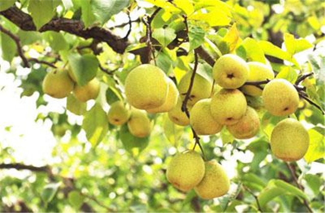 梨树常见的病虫害,梨树的病虫防治方法有哪些