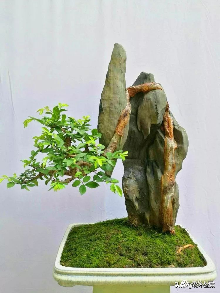 让你从厨艺小白变大神的100道菜,教你如何从一个小白变成大神