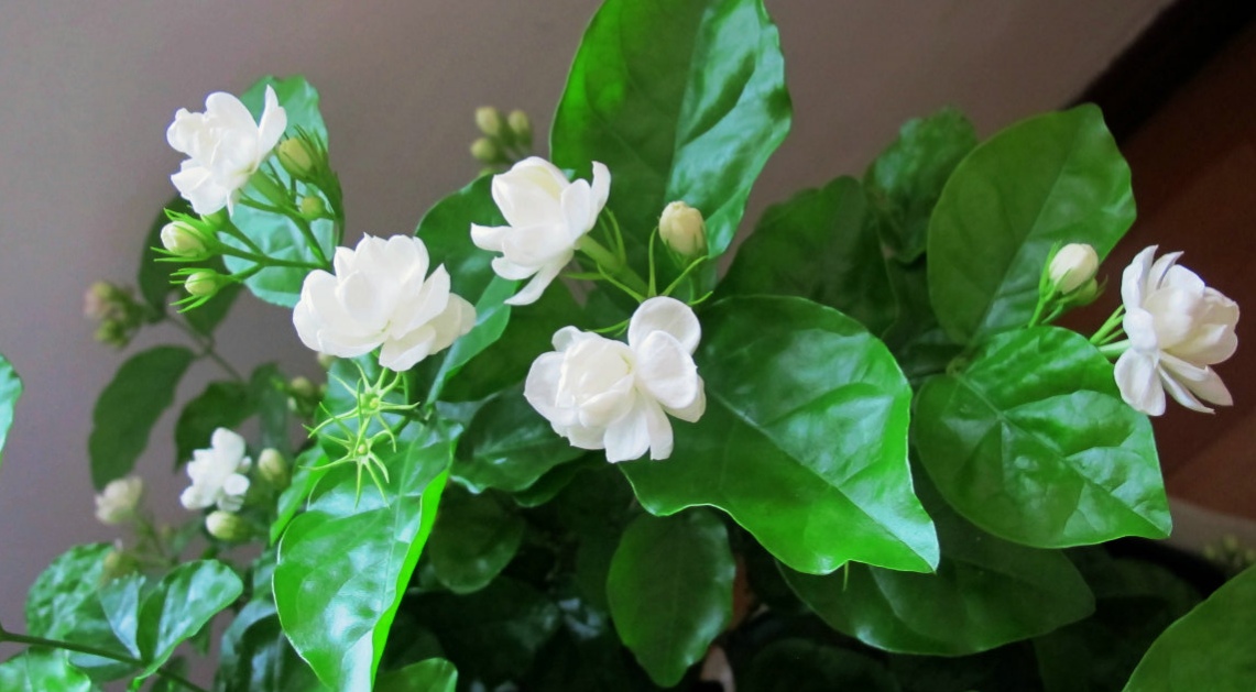 净化空气而且对身体好的花,净化空气对人身体有益的花