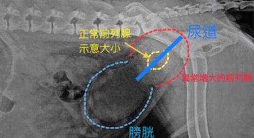 雄性犬为“良性前列腺增生症”风险种群,又该如何治疗和预防?