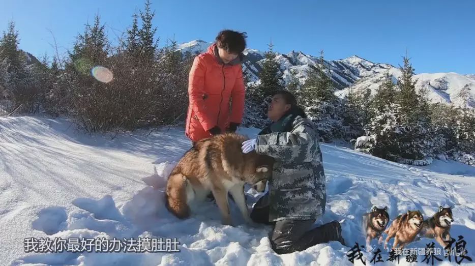 养狼disco：我在*疆新**，把狼养成了哈士奇