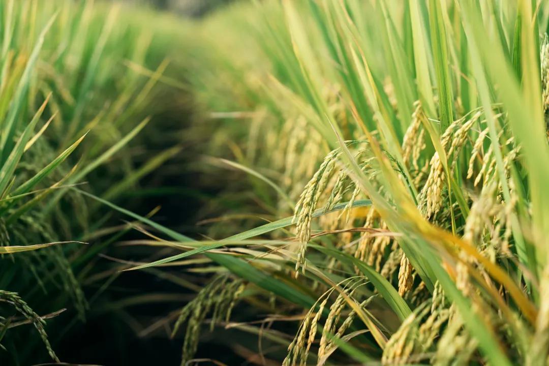 散文作家苏沧桑,苏沧桑的《时光的气味》读后感