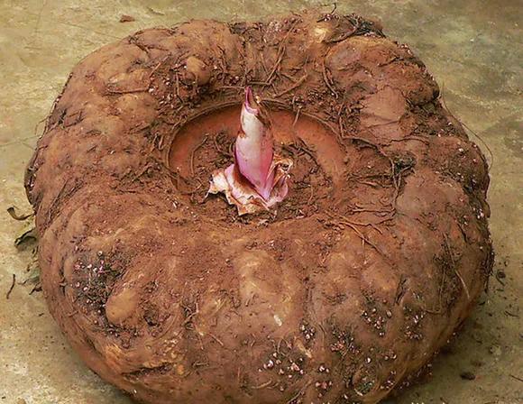 不得不说的濮阳美食,好吃的恩施特色美食价格