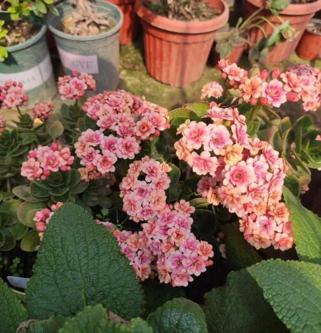 长寿花长得很难看怎么办,长寿花怎么才能长得又快又粗