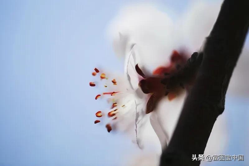 桃花怎么拍才好看,桃花怎么拍摄才能出新意