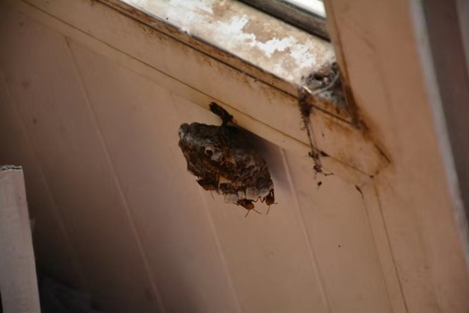 三天7起摘马蜂窝警情，北京大兴消防提醒：发现马蜂窝先报警