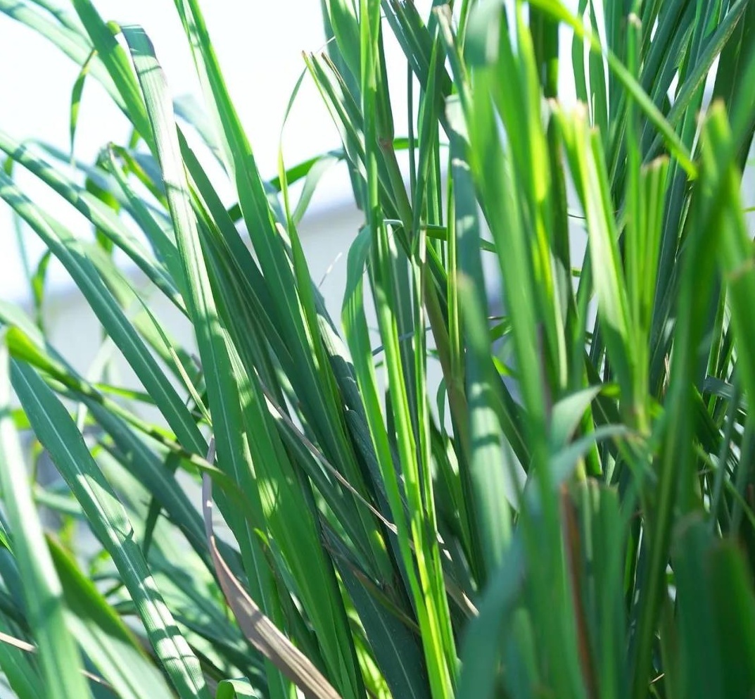 香茅精油驱蚊液喷剂,日本香茅精油驱蚊液