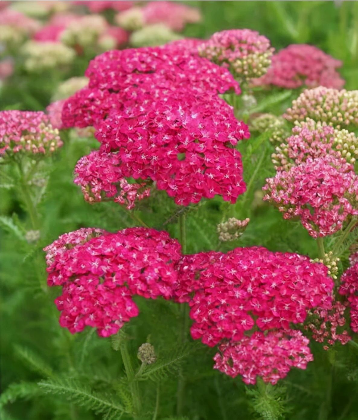 观花草本植物推荐,最具观赏性的观叶植物