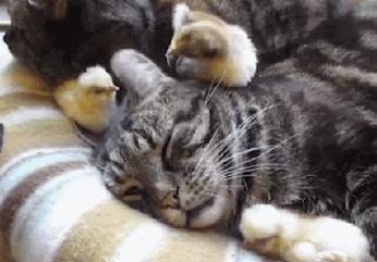 小猫和人一起睡觉有哪些危害,猫跟人一起睡会被压死吗