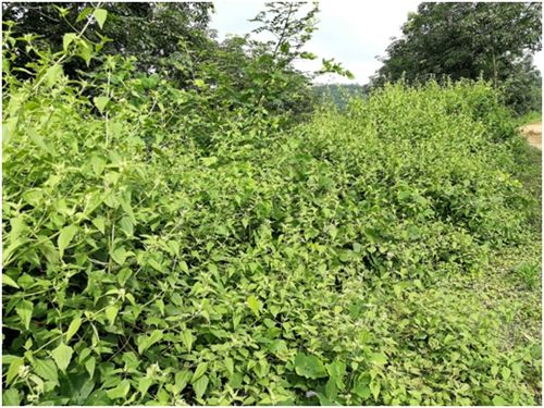 河南外来入侵野草 (入侵的野草)