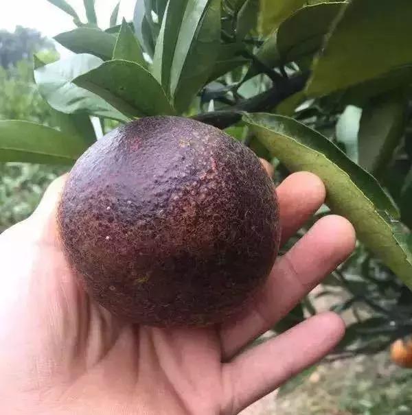 春季柑橘树预防什么病虫害,柑橘病虫害施药时间表