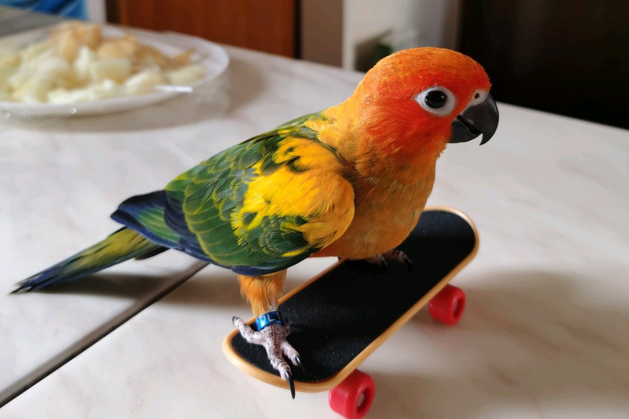 鹦鹉简单炫酷的技能,7个有趣的鹦鹉技巧