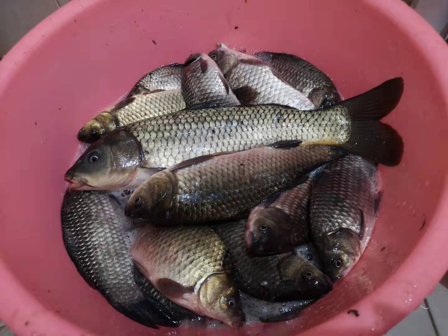 单杆单钩钓鱼可以在禁钓区钓鱼吗,禁钓期一竿一线一钩可钓鱼吗