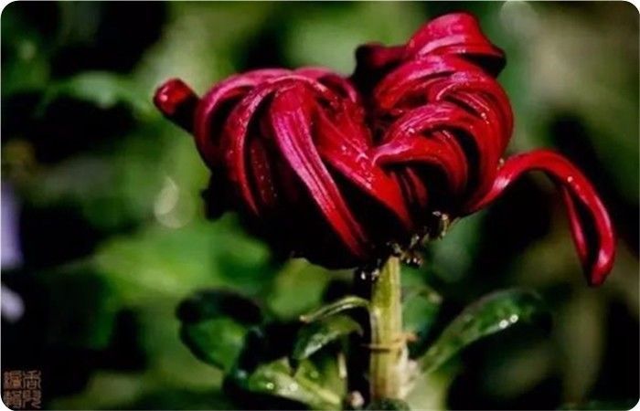 菊花100幅欣赏,菊花的十大绝美诗句