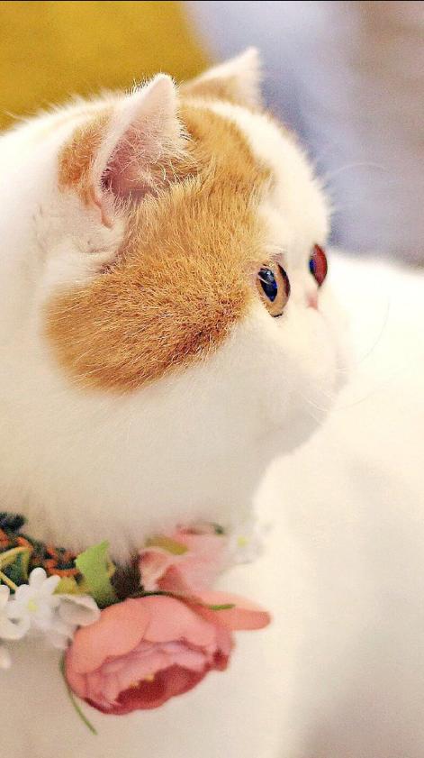 奶猫吸入性肺炎的症状和表现,猫宫庄园