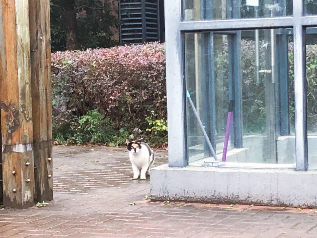 怎么抓小区流浪猫,这些方法来教你