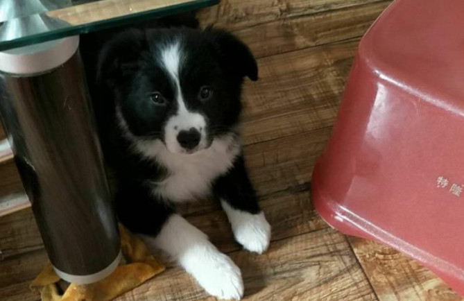 边境牧羊犬为什么难饲养,边境牧羊犬为什么很少有人养