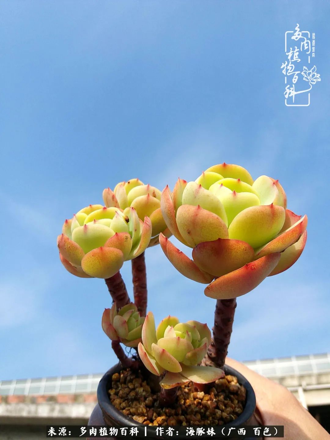 七月的雨,八月的风,多肉植物,我还是喜欢你