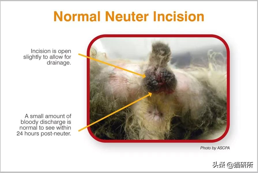 猫咪术后感染是什么表现,猫咪做完手术应激是怎么造成的