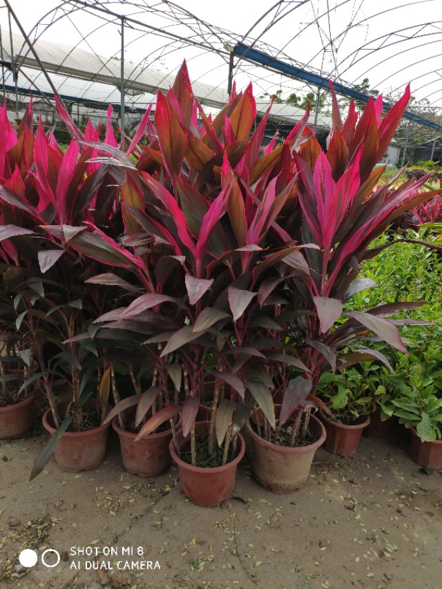 红朱蕉发芽了怎么养,红朱蕉怎么扦插