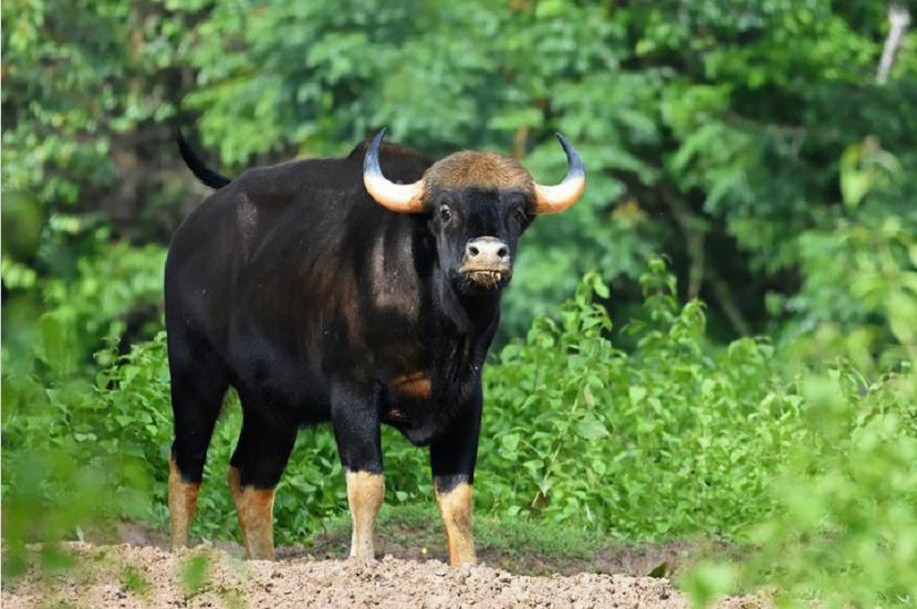 牛魔王野生,云南比大熊猫更稀有的动物