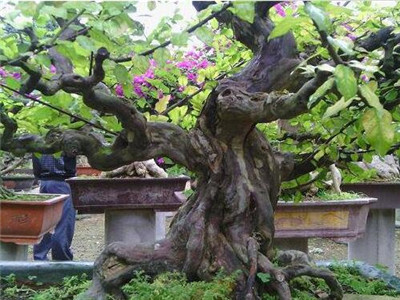 雀梅盆景的养护方法是什么,榔榆雀梅盆景倒盆后怎样养护