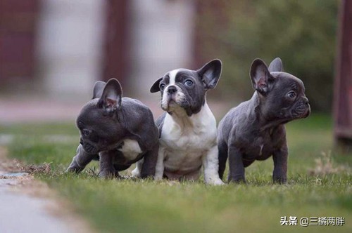 「养宠经验分享」法斗走路前腿内罗圈腿，法斗幼犬罗圈腿