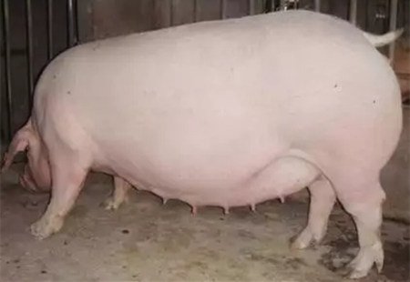 后备母猪的饲养要点,后备母猪饲养管理六要点综合技术