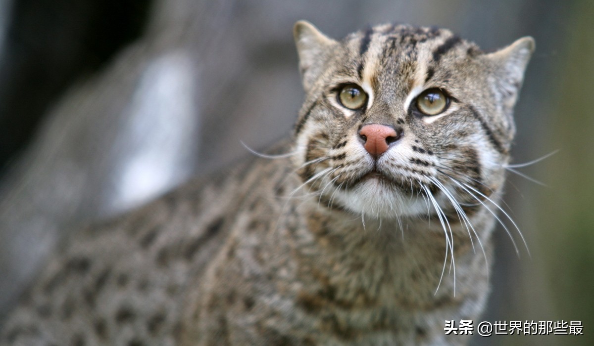 短尾猫才是凶猛的猫科,最凶的猫矮脚猫