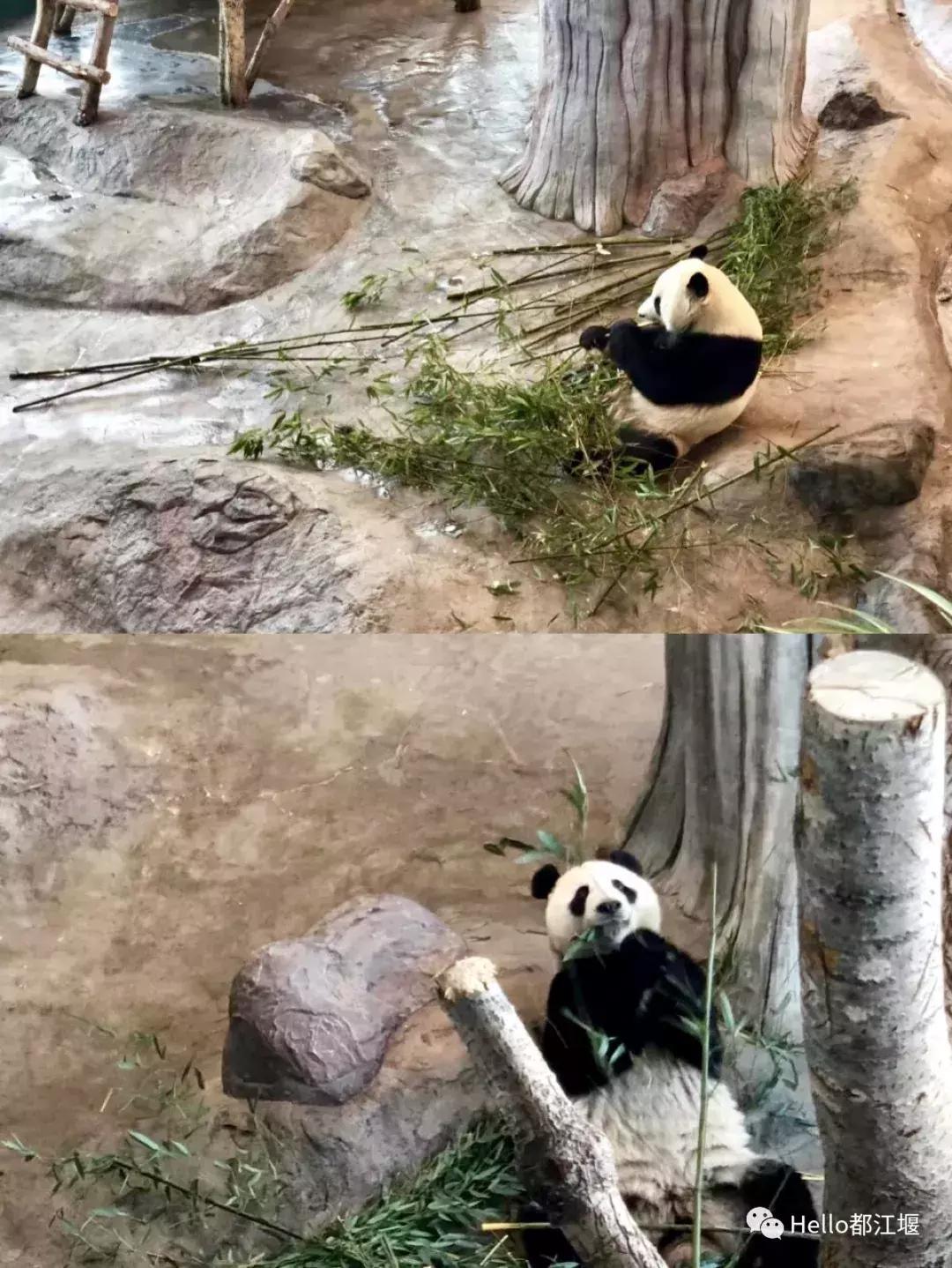 都江堰中华大熊猫苑熊猫宝宝,大熊猫金宝宝和华豹