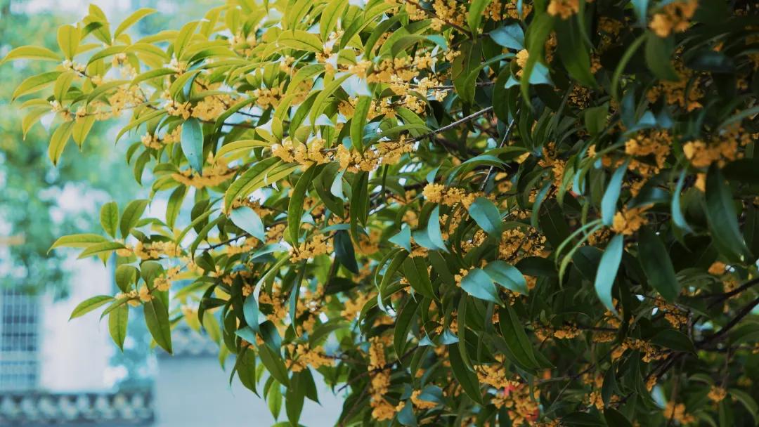 双流，我被你香醒了