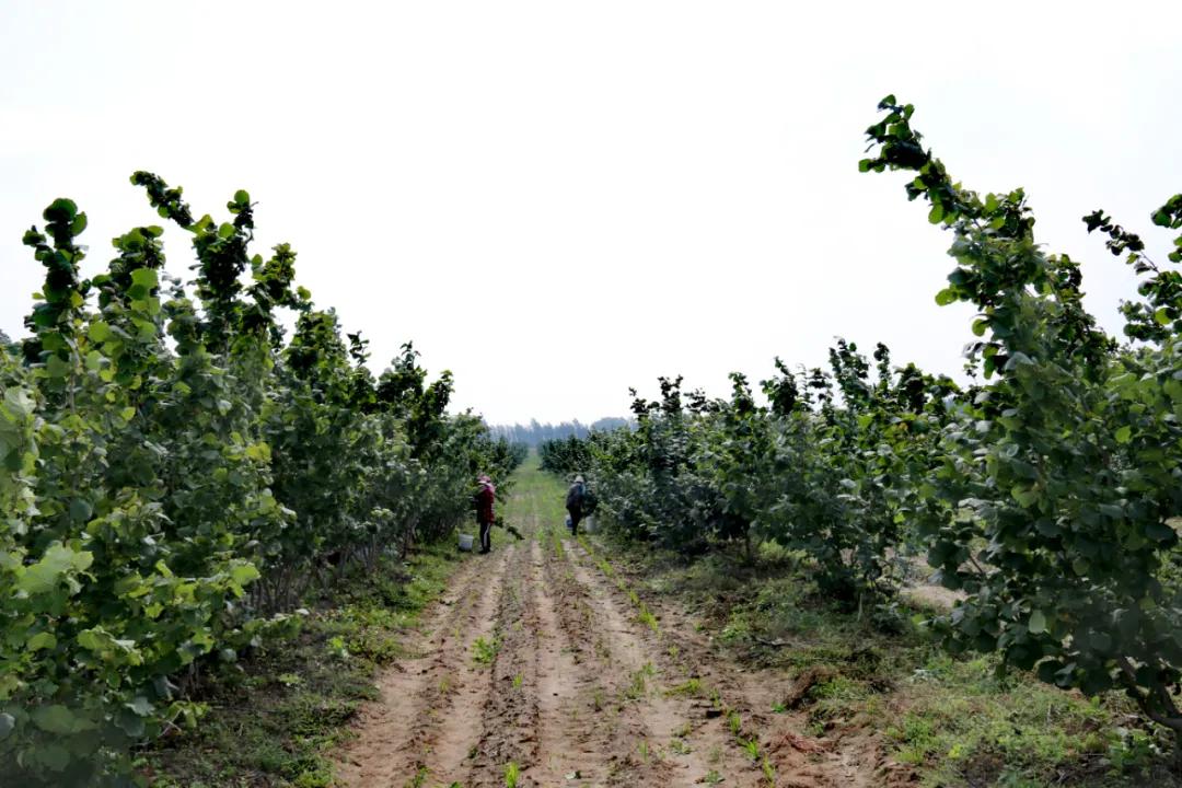 既要生态美又要百姓富科左后旗5000亩大果榛子喜获丰收