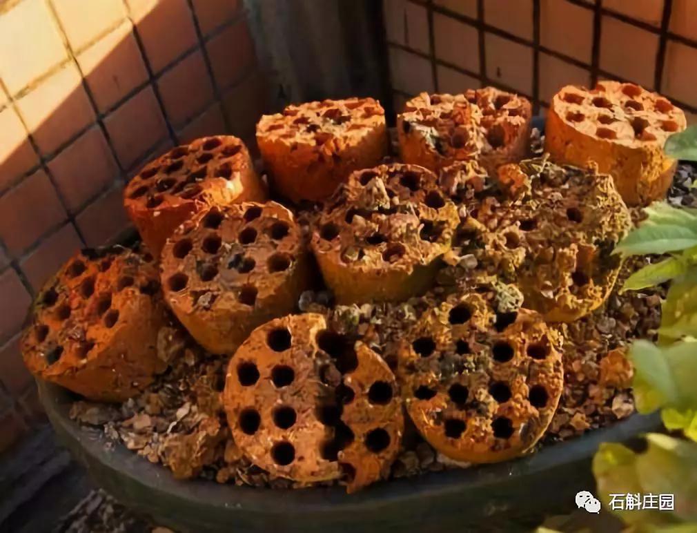 种植石斛兰的正确方法,石斛兰如何种植长得好看