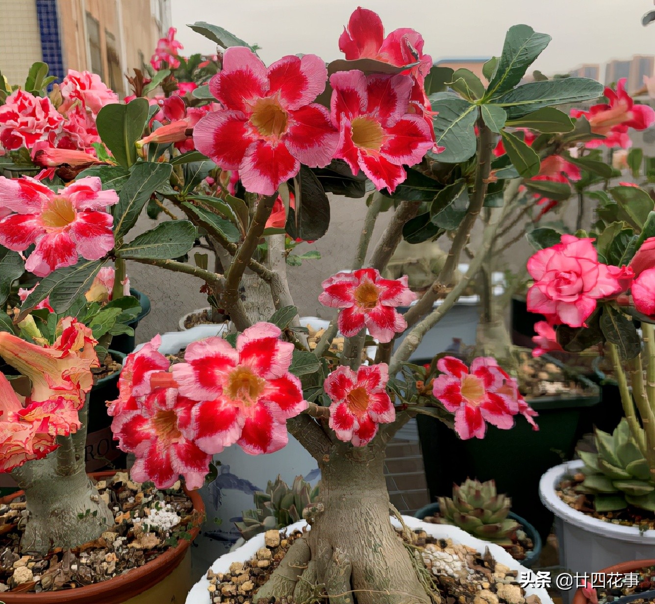 七种花不能养,7种花寓意美好花开不断