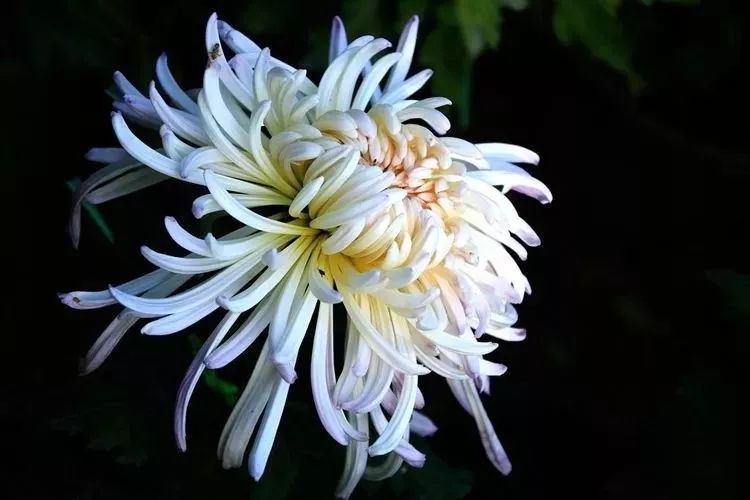 花中四君子菊花,花中四君子菊花的简介