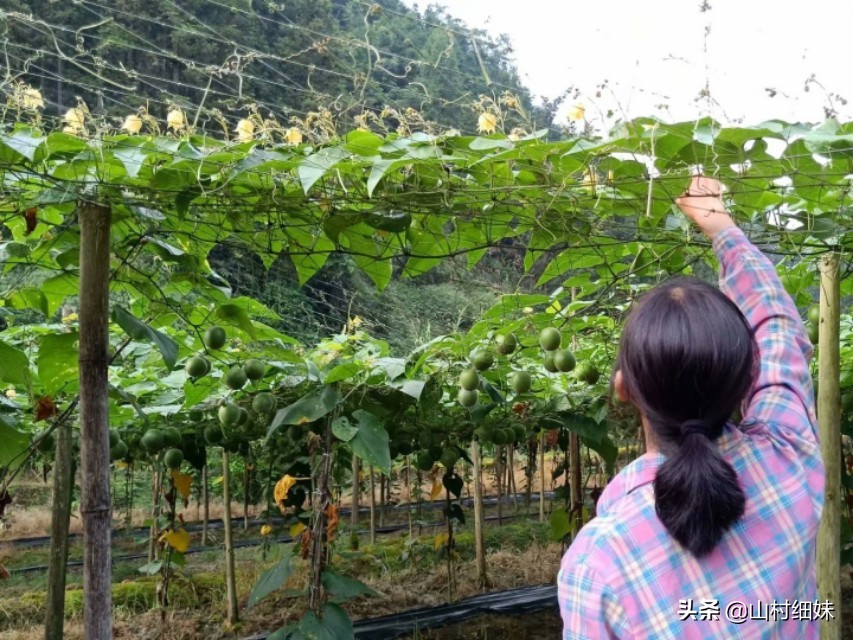 种植罗汉果,雌雄花期不相遇怎么办?先找到原因,解决办法在这里